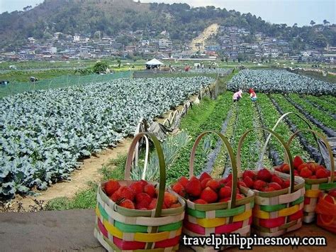strawberry farm baguio entrance fee|35 BAGUIO TOURIST SPOTS & Things to Do .